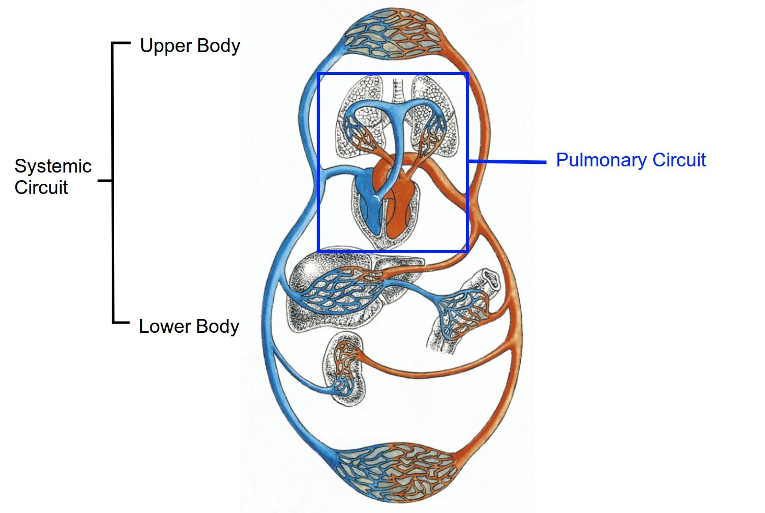 Circulatory System Diagram Circulatory System Pulmonary And Systemic Circuits