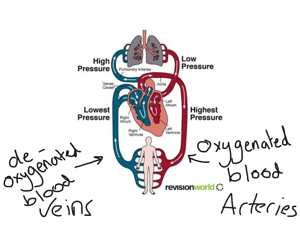 Circulatory System Diagram Double Circulatory System Diagram Science Biology Anatomy Veins
