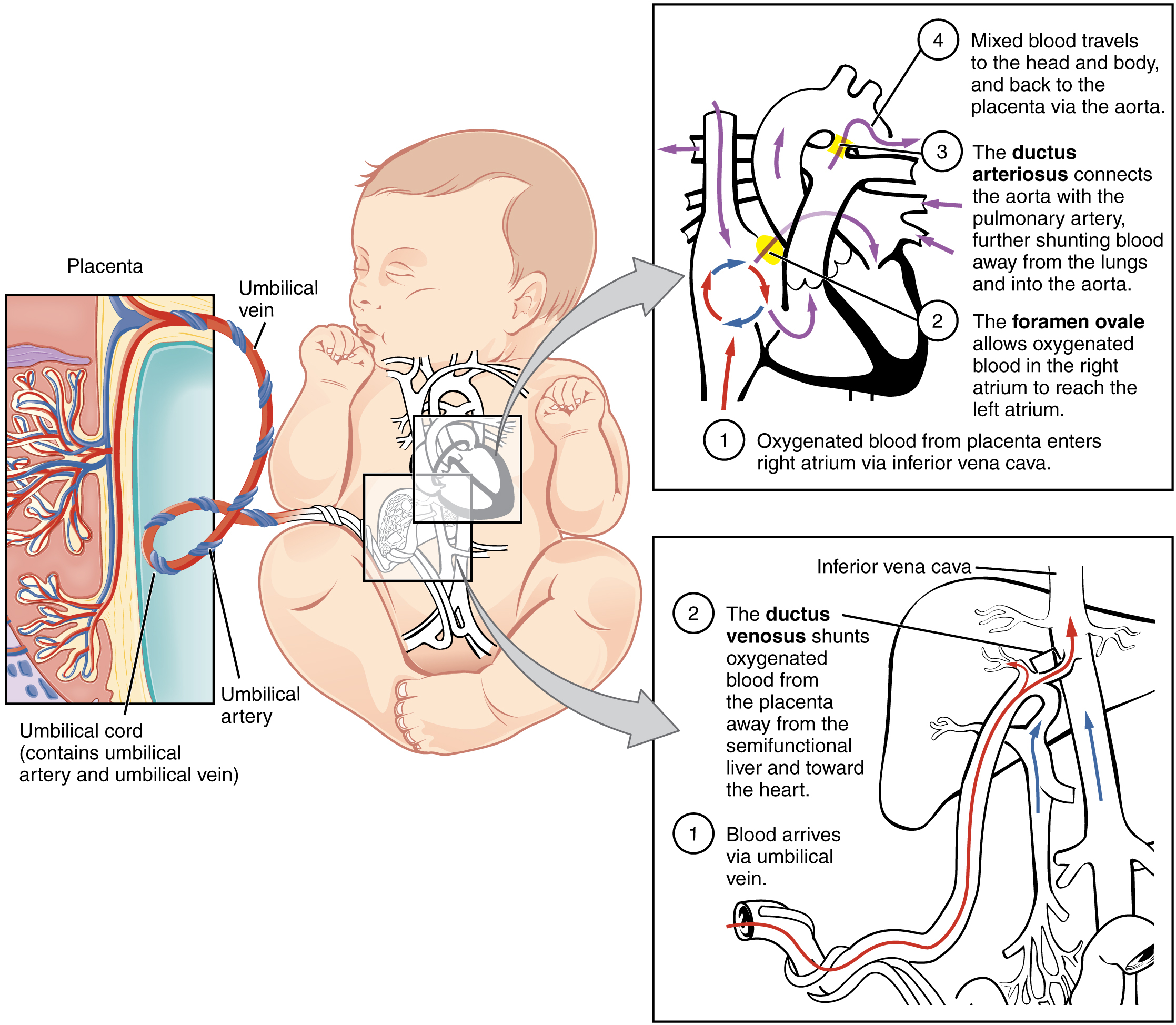 Circulatory System Diagram Fetal Circulation Wikipedia