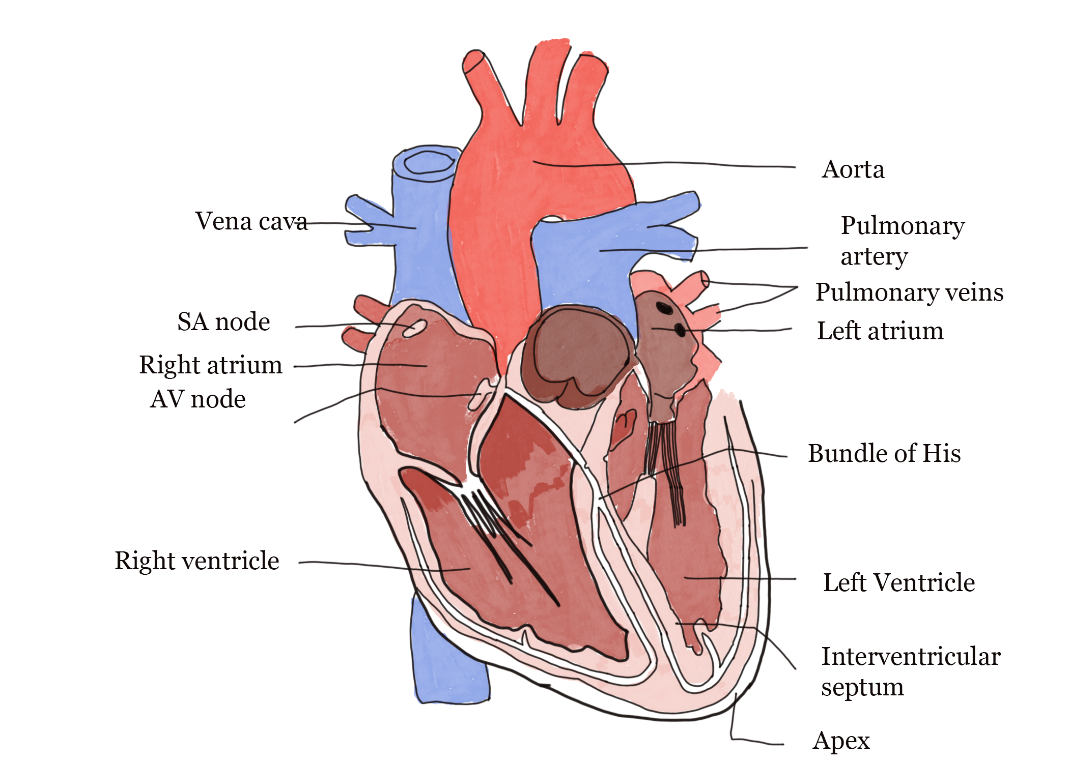 Circulatory System Diagram Human Circulatory System Gcse Biology Revision Notes