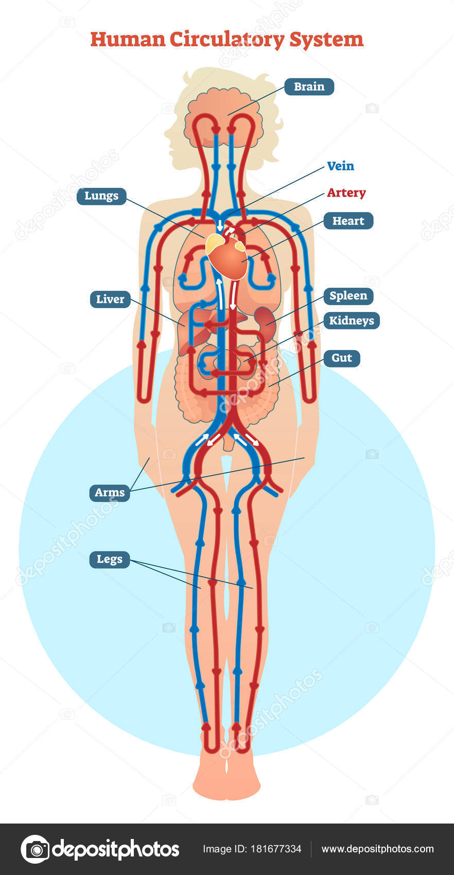 Circulatory System Diagram Human Circulatory System Vector Illustration Diagram Blood Vessels