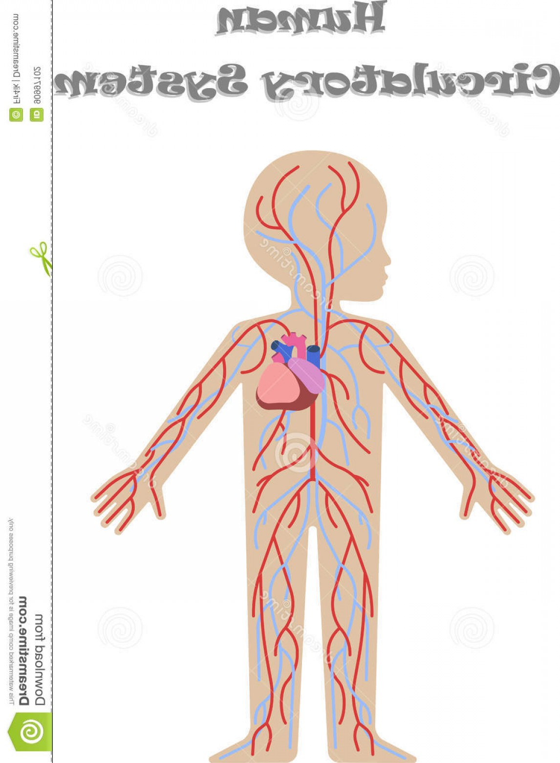 Circulatory System Diagram Images Of Circulatory System Of Human Body Kids Body Circulatory