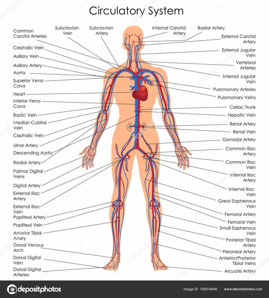 Circulatory System Diagram Medical Education Chart Of Biology For Circulatory System Diagram