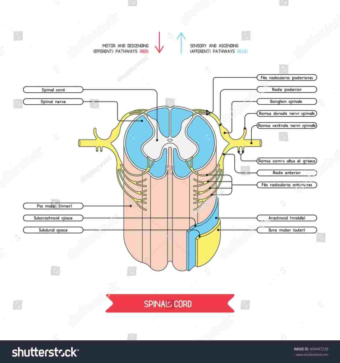 Cross Section Diagram Cross Section Of Spinal Cord Diagram Diagram Anatomy Body