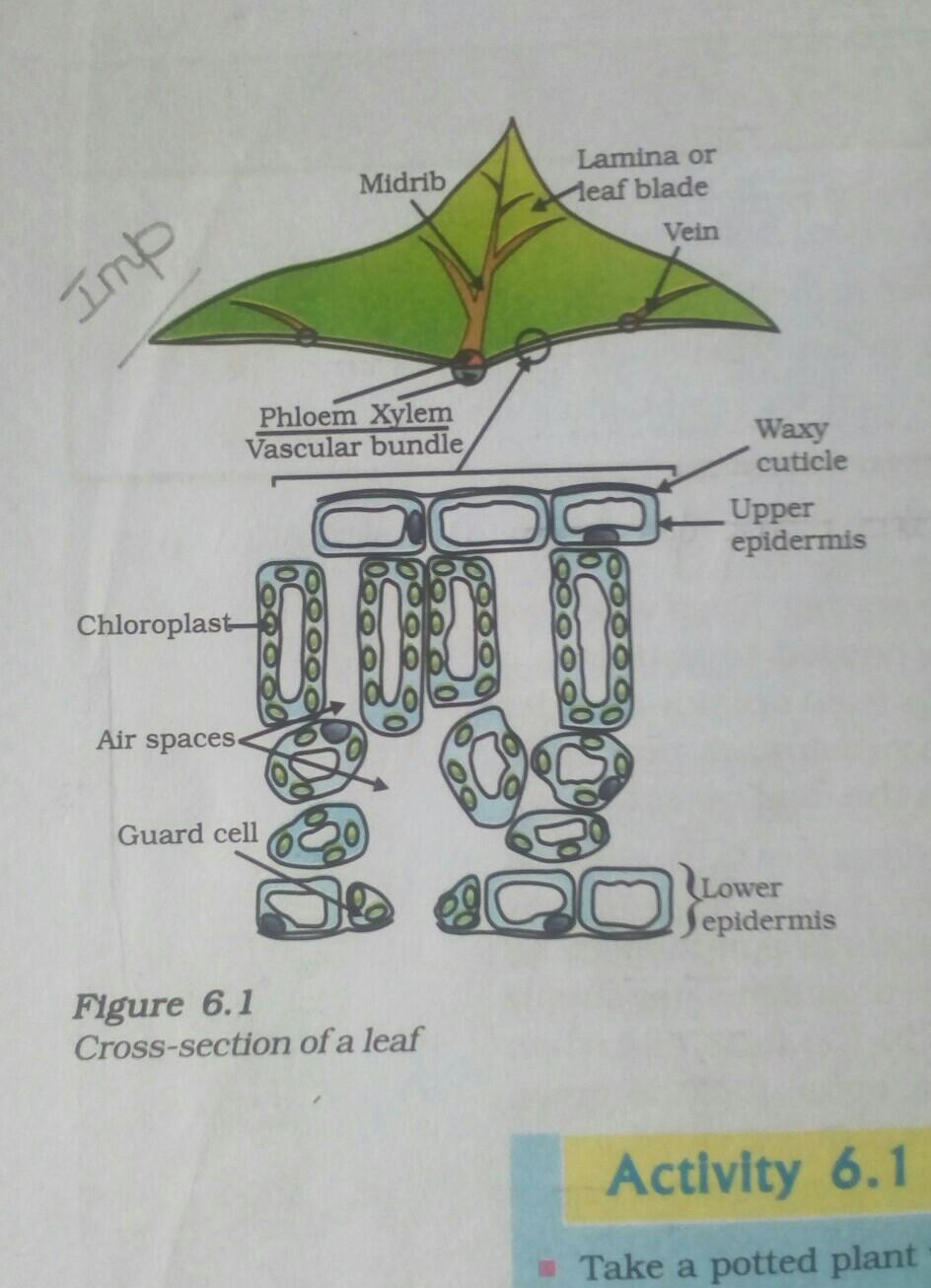 Cross Section Diagram Draw A Diagram Of Cross Section Of A Leaf And Label In It Guard Cell