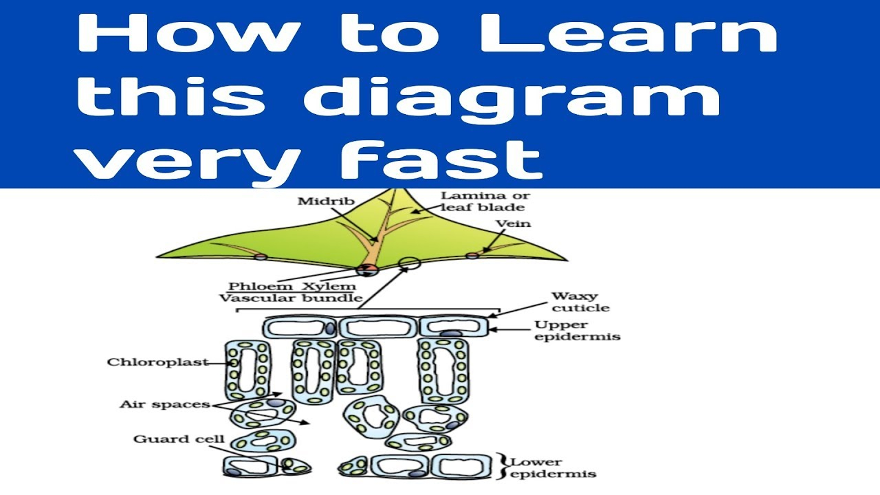 Cross Section Diagram Easy Learning Of Cross Section Of Leaf Diagram