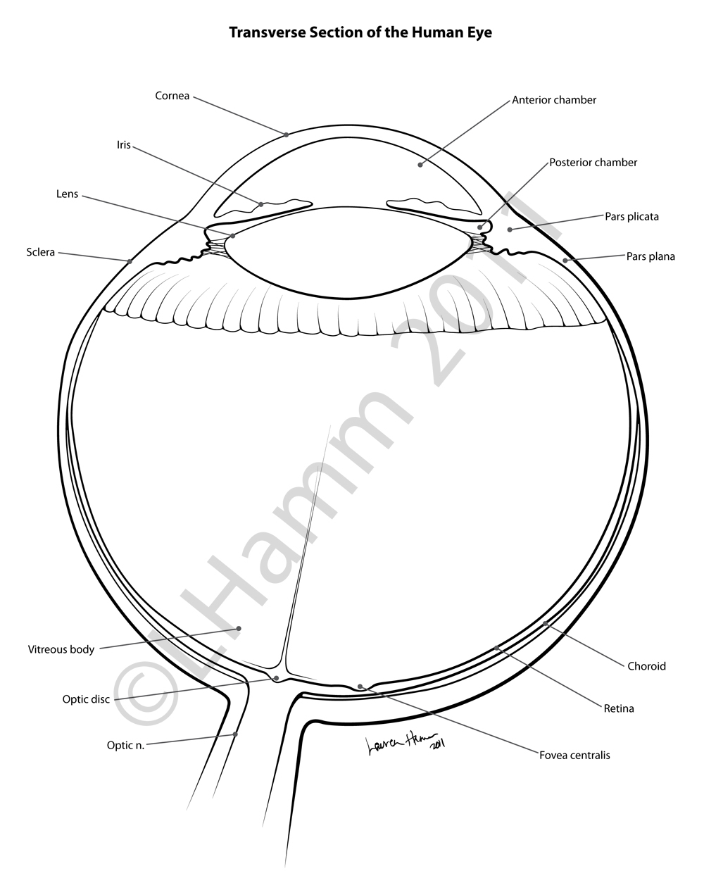 Cross Section Diagram Eye Cross Section Diagram Accessory Spleens