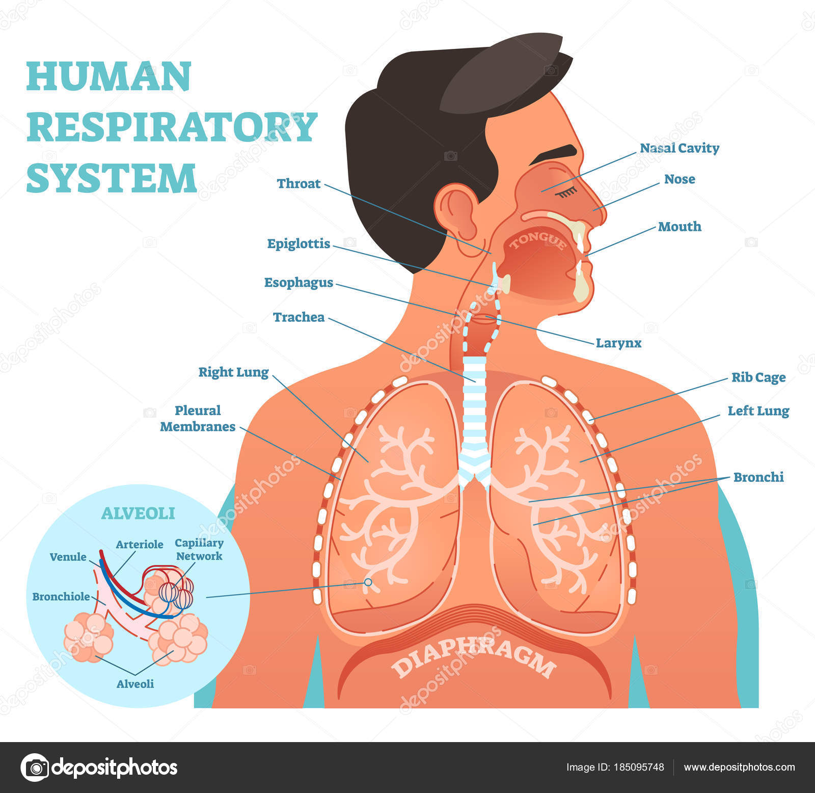 Cross Section Diagram Human Respiratory System Anatomical Vector Illustration Medical