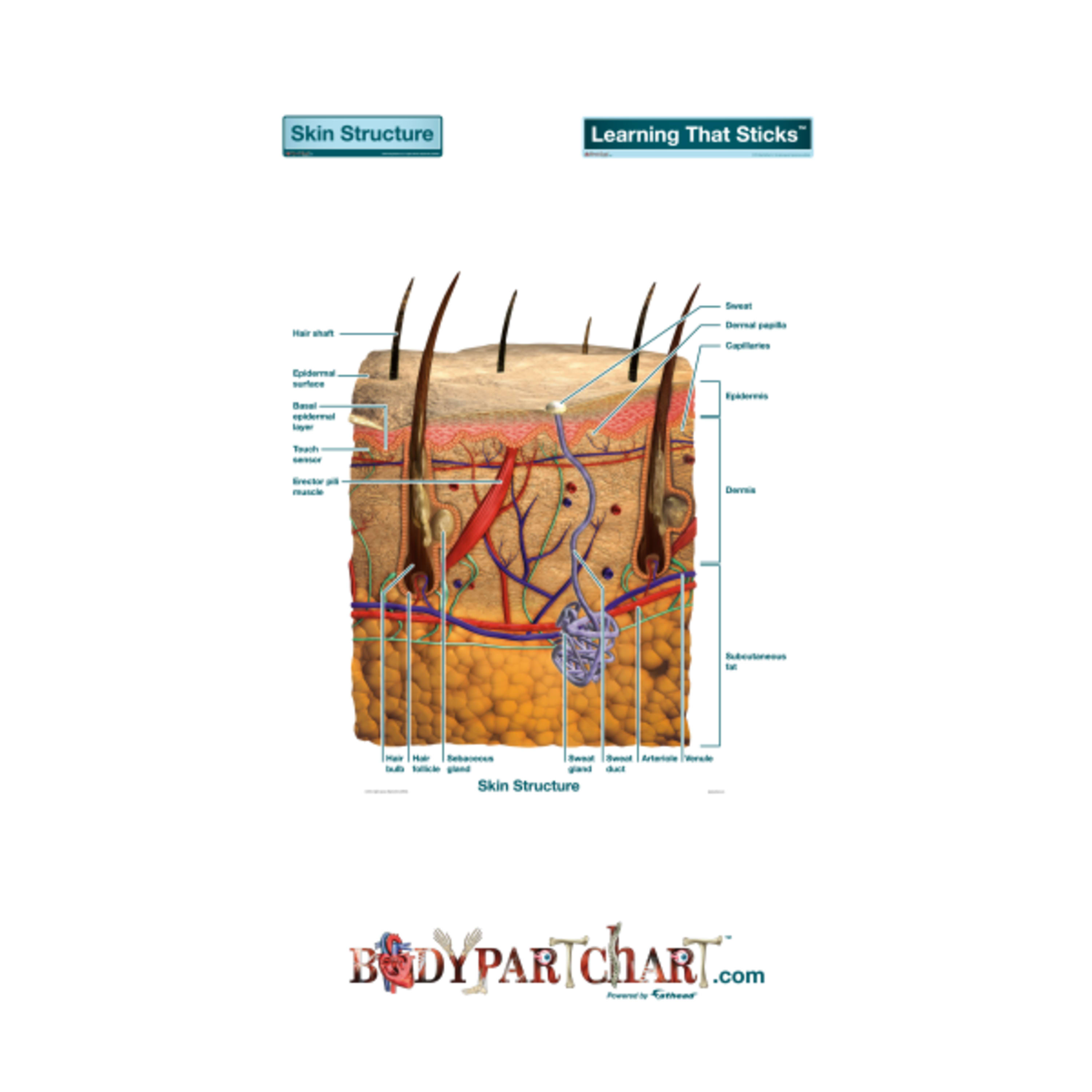 Cross Section Diagram Skin Cross Section Labeled Body Part Chart Removable Wall Graphic