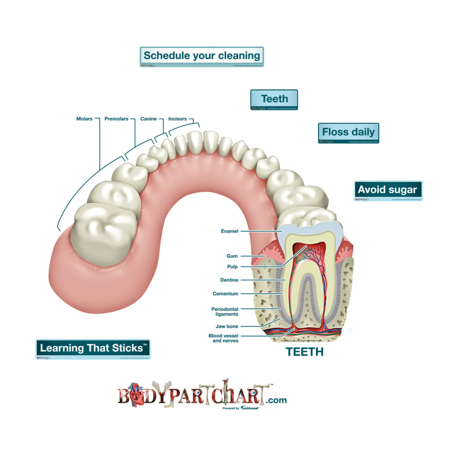 Cross Section Diagram Tooth Cross Section Labeled Body Part Chart Removable Wall Graphic