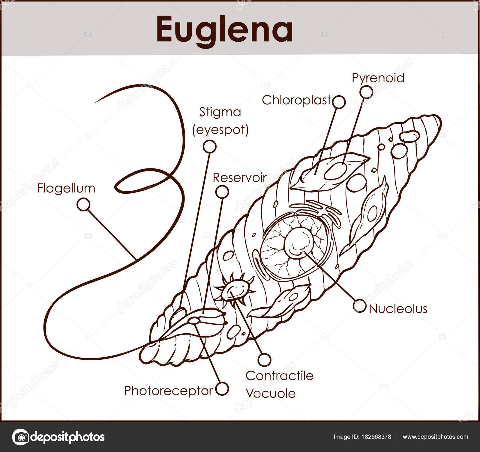 Cross Section Diagram Vector Euglena Cross Section Diagram Representative Protists Eug