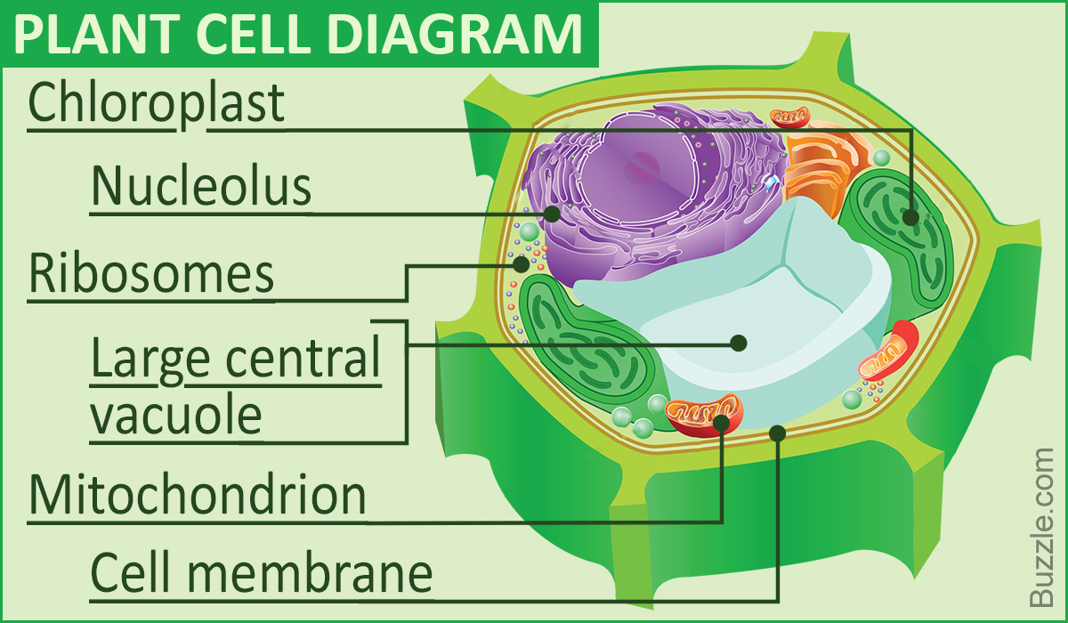 Diagram Of A Cell A Labeled Diagram Of The Plant Cell And Functions Of Its Organelles