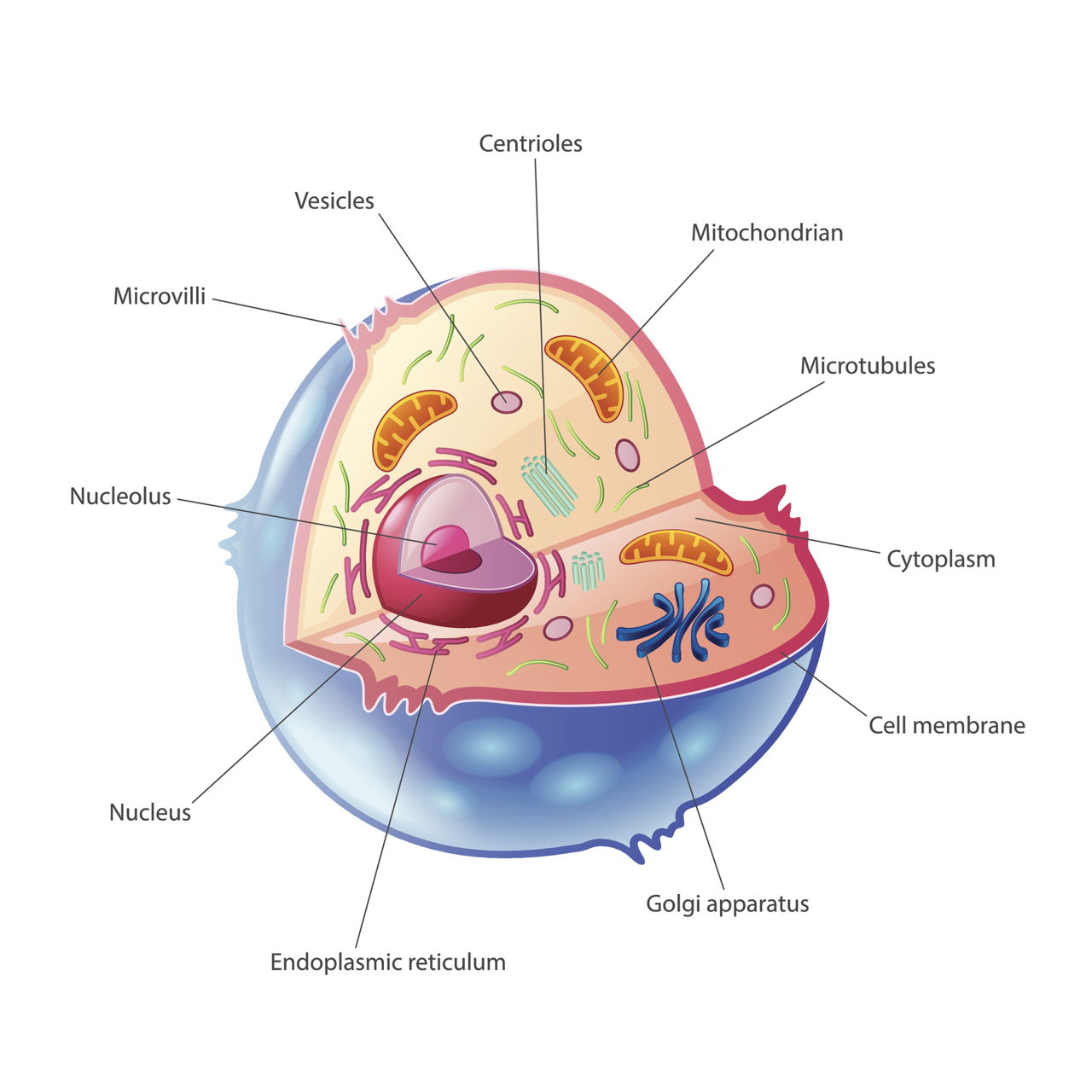 Diagram Of A Cell A Quick Guide To The Structure And Functions Of The Animal Cell