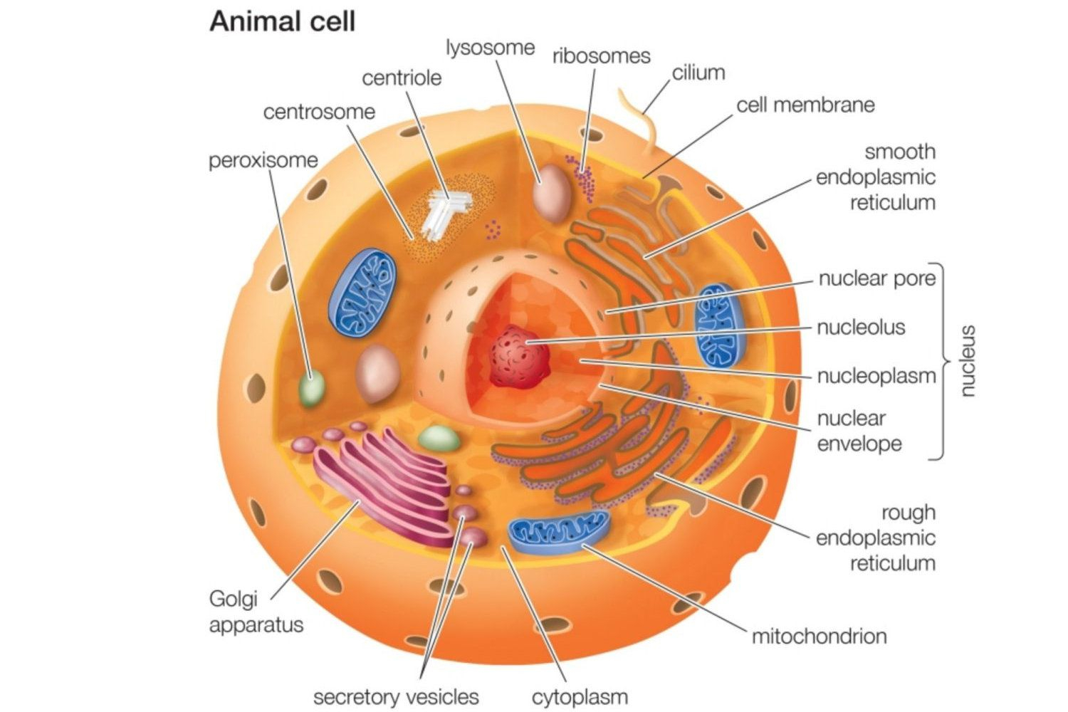 Diagram Of A Cell Animal Cells And The Membrane Bound Nucleus