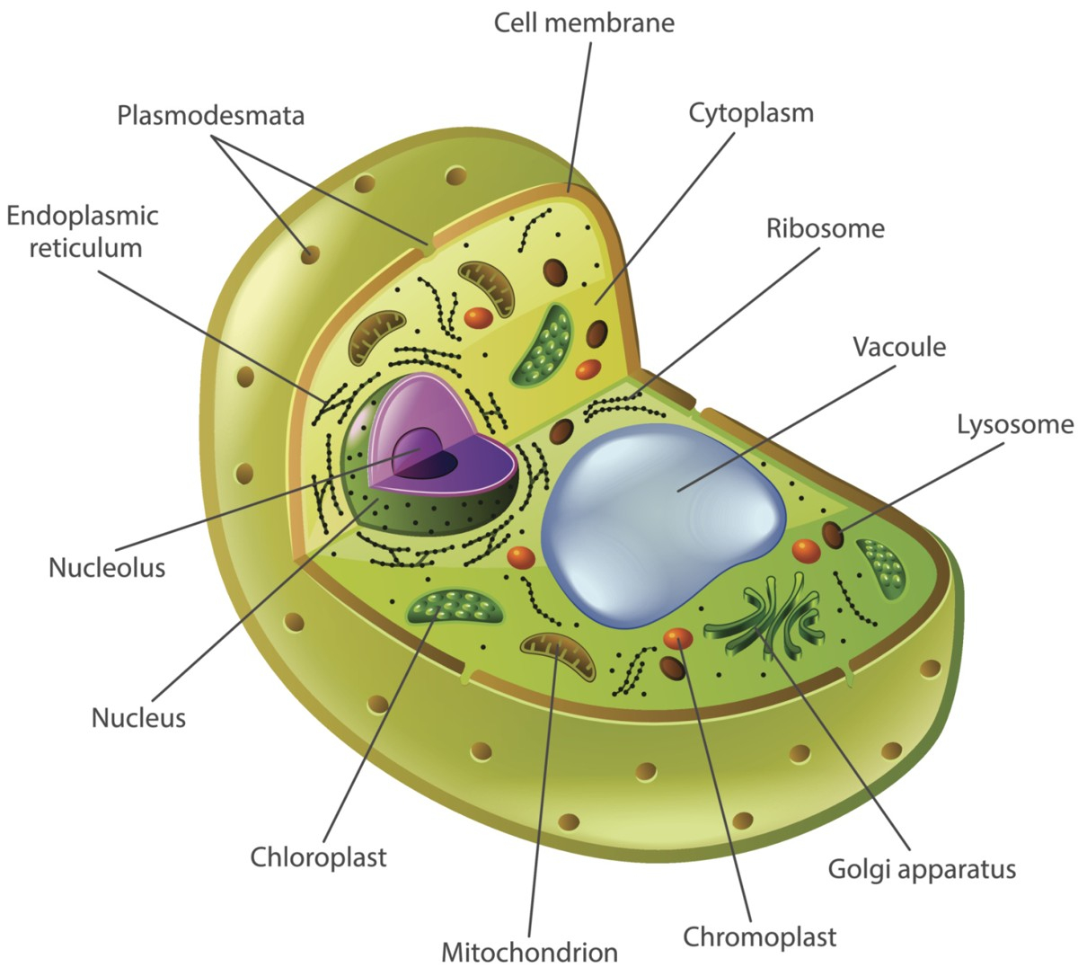 Diagram Of A Cell Cell Nucleolus Diagram Wiring Diagrams Dash