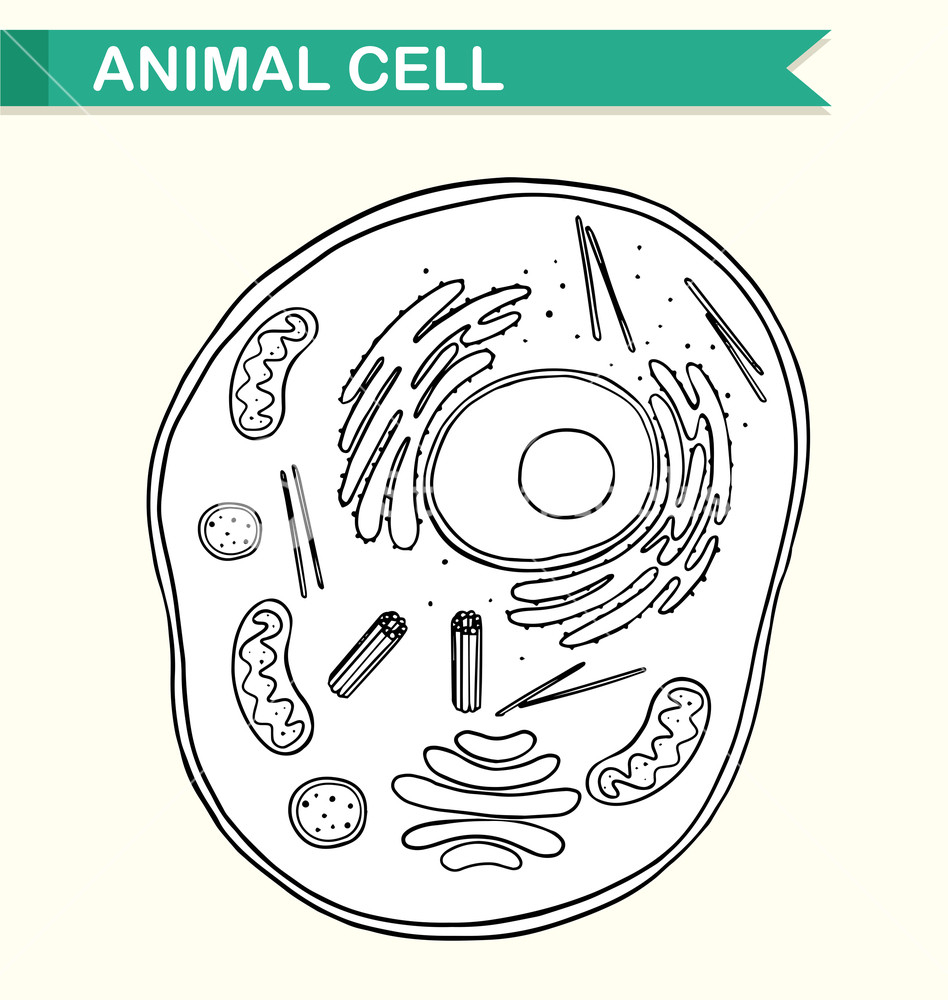 Diagram Of A Cell Diagram Showing Animal Cell Illustration Royalty Free Stock Image