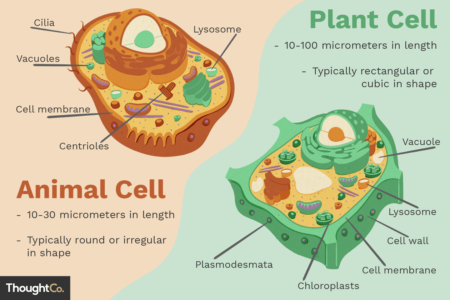Diagram Of A Cell Differences Between Plant And Animal Cells