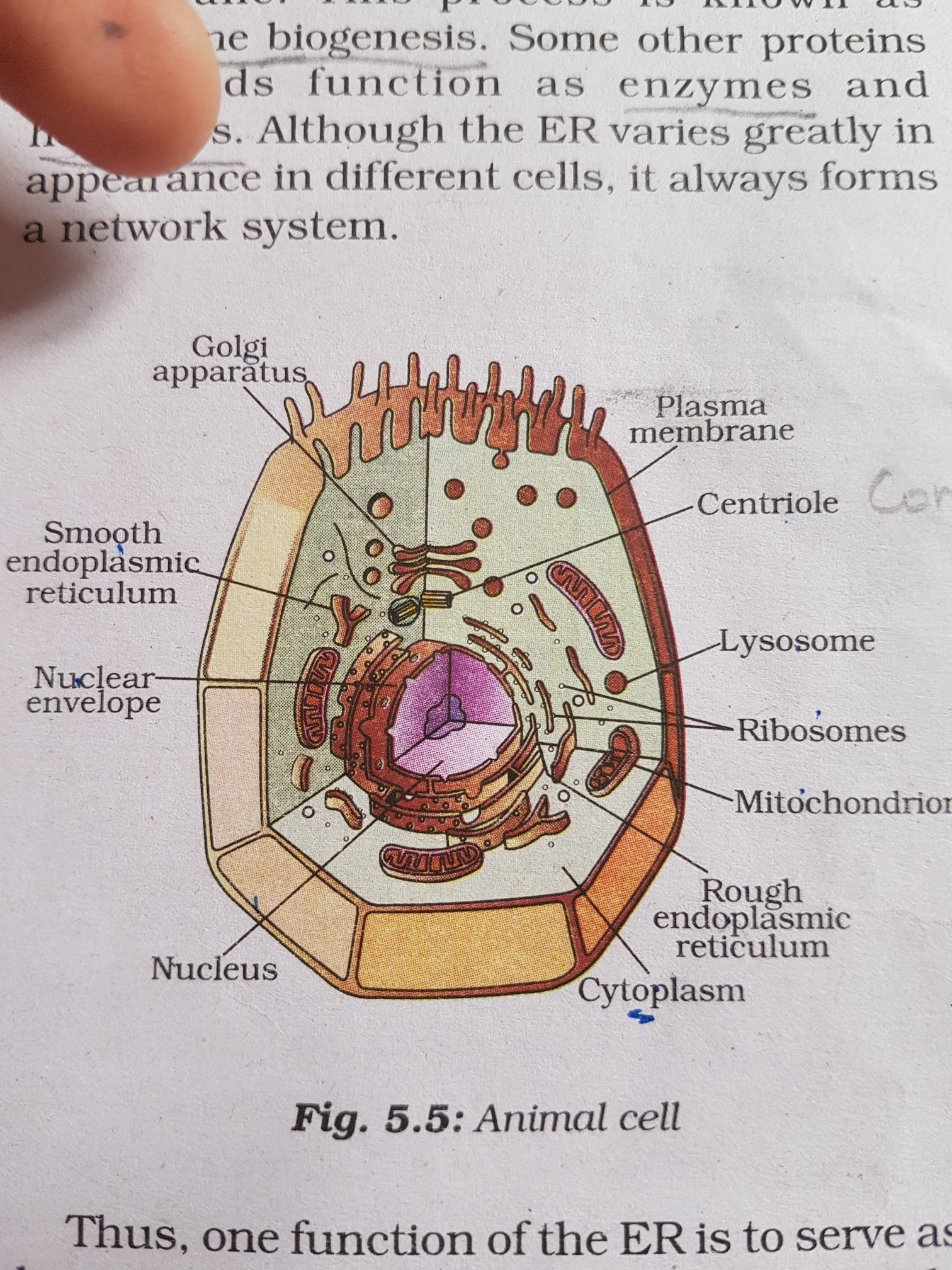 Diagram Of A Cell Draw A Labelled Diagram To Show The General Structure Of A Cell