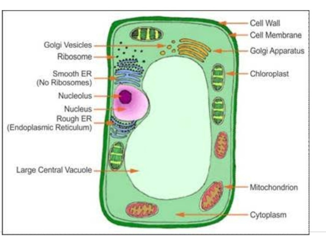 Diagram Of A Cell Draw A Well Labelled Diagram Of Plant Cell Or Animal Cell Brainlyin