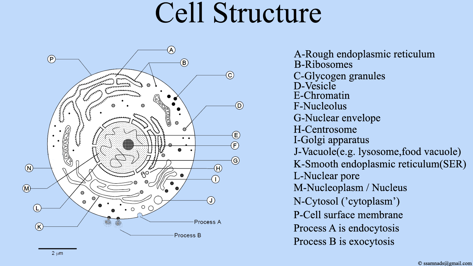 Diagram Of A Cell Filecell Structure Cell Diagram Wikimedia Commons