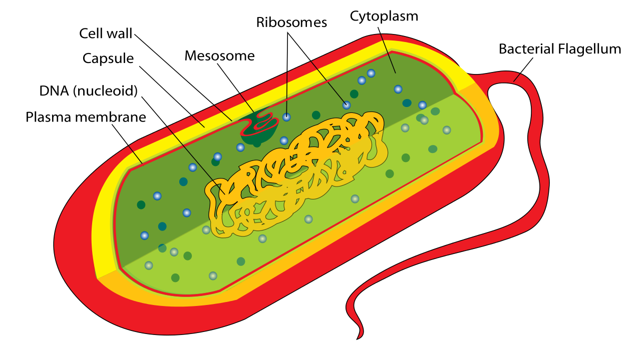Diagram Of A Cell Fileprokaryote Cell Diagramsvg Wikipedia