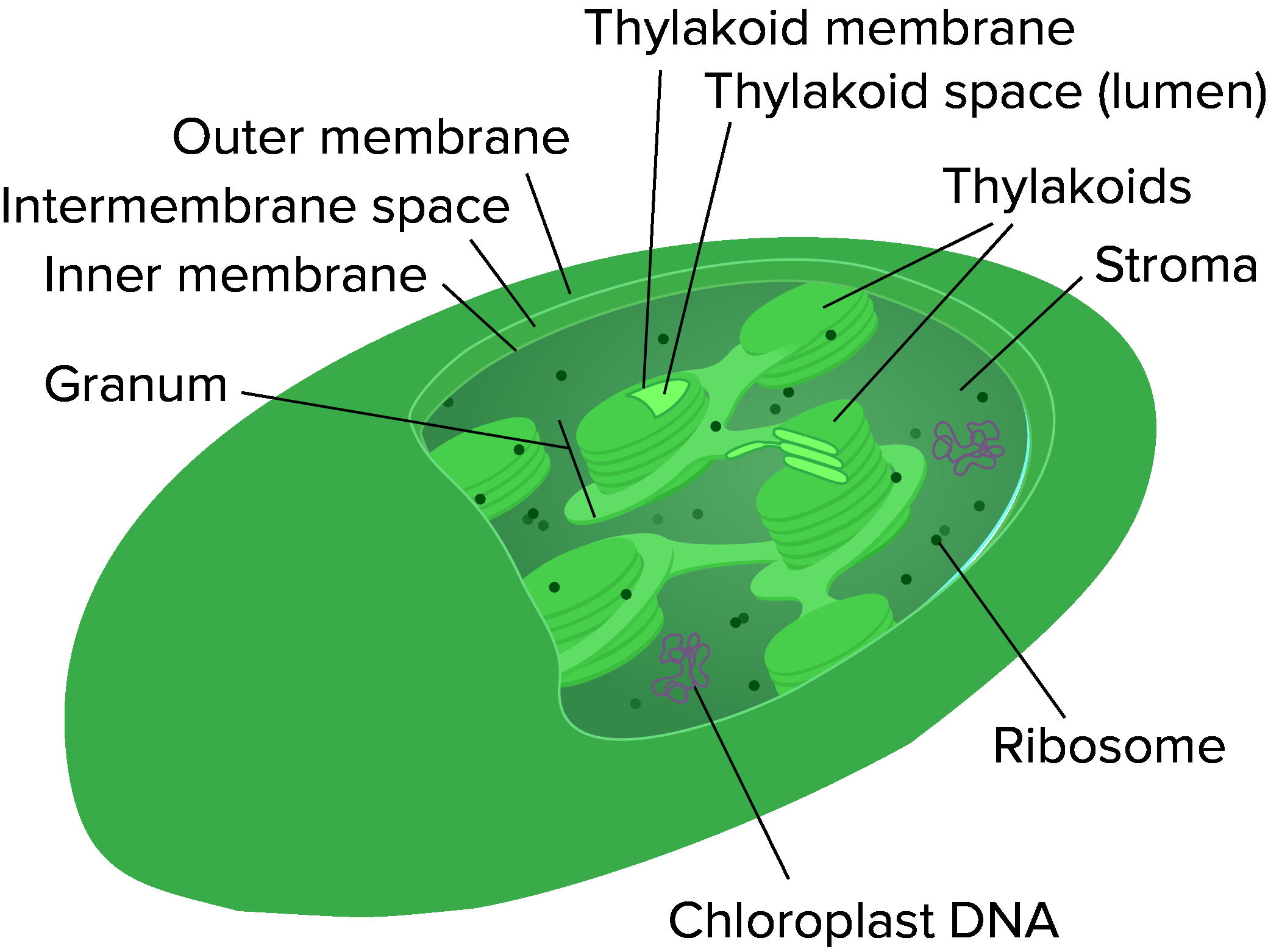 Diagram Of A Cell Mitochondria And Chloroplasts Article Khan Academy
