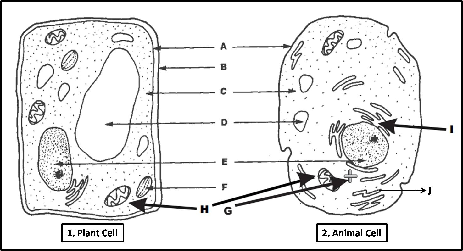 Diagram Of A Cell Plant Cell And Animal Cell Diagram Quiz Biology Multiple Choice