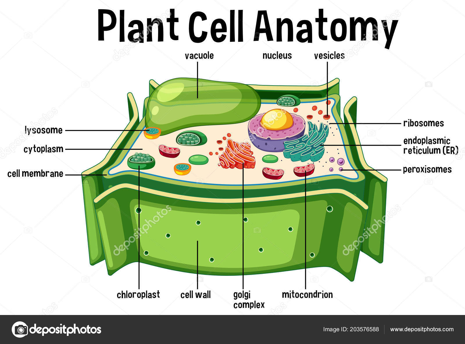 Diagram Of A Cell Plant Cell Labeled Diagram Plant Cell Anatomy Diagram Illustration
