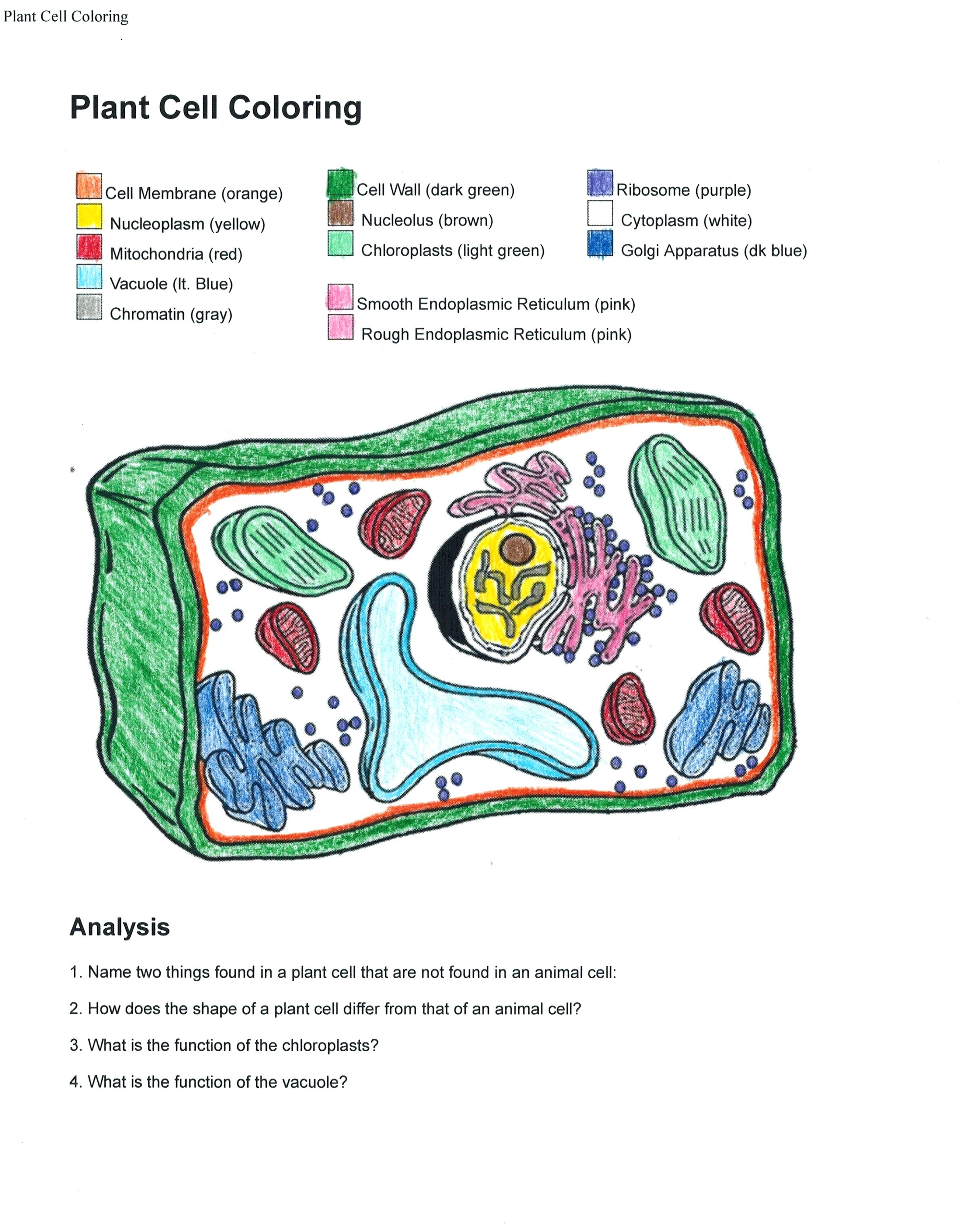 Diagram Of A Cell Printable Cell Wall Diagram Wiring Diagram Review