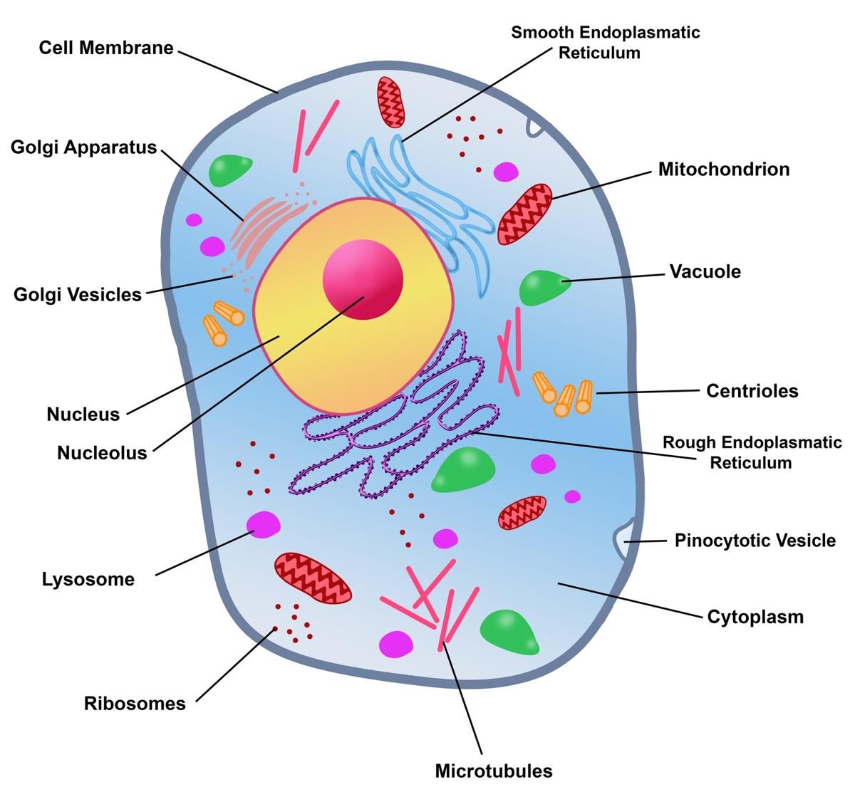 Diagram Of A Cell Rough Endoplasmic Reticulum