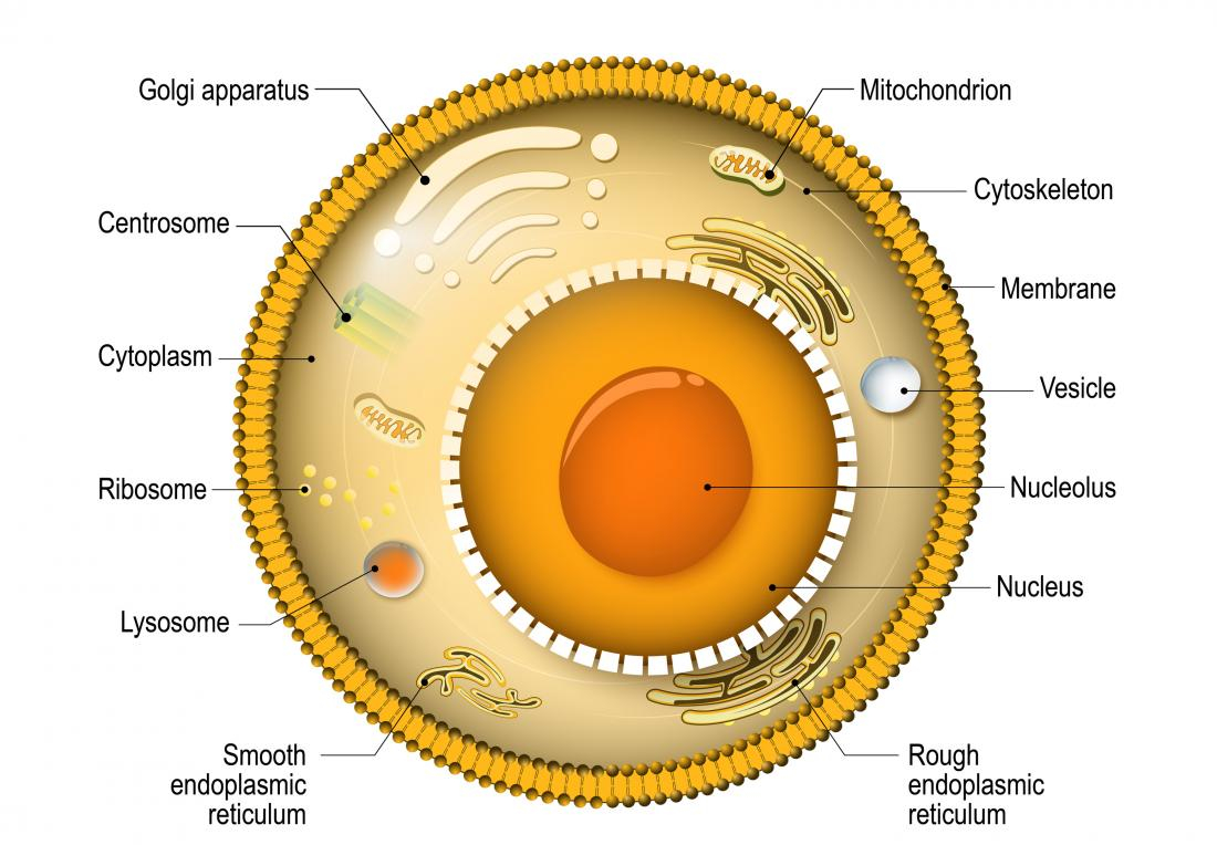 Diagram Of A Cell The Cell Types Functions And Organelles