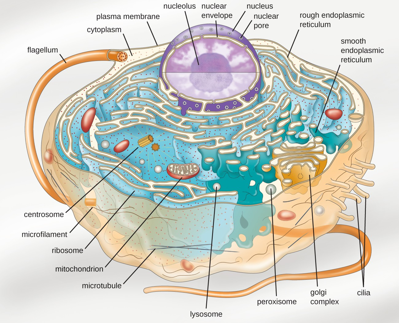 Diagram Of A Cell Unique Characteristics Of Eukaryotic Cells Microbiology
