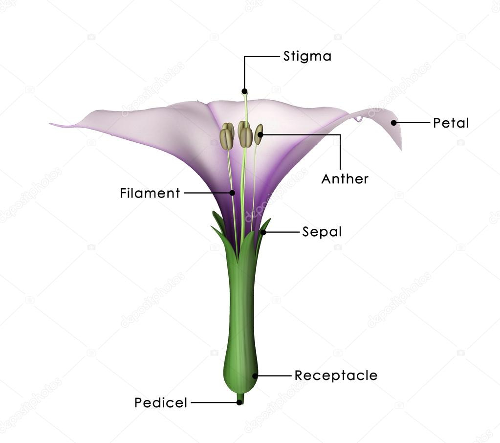 Diagram Of A Flower Datura Plant Diagram Datura Flower Diagram Stock Photo