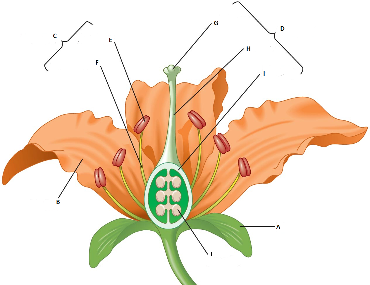 Diagram Of A Flower Diagram Quiz On Flower Parts Biology Multiple Choice Quizzes