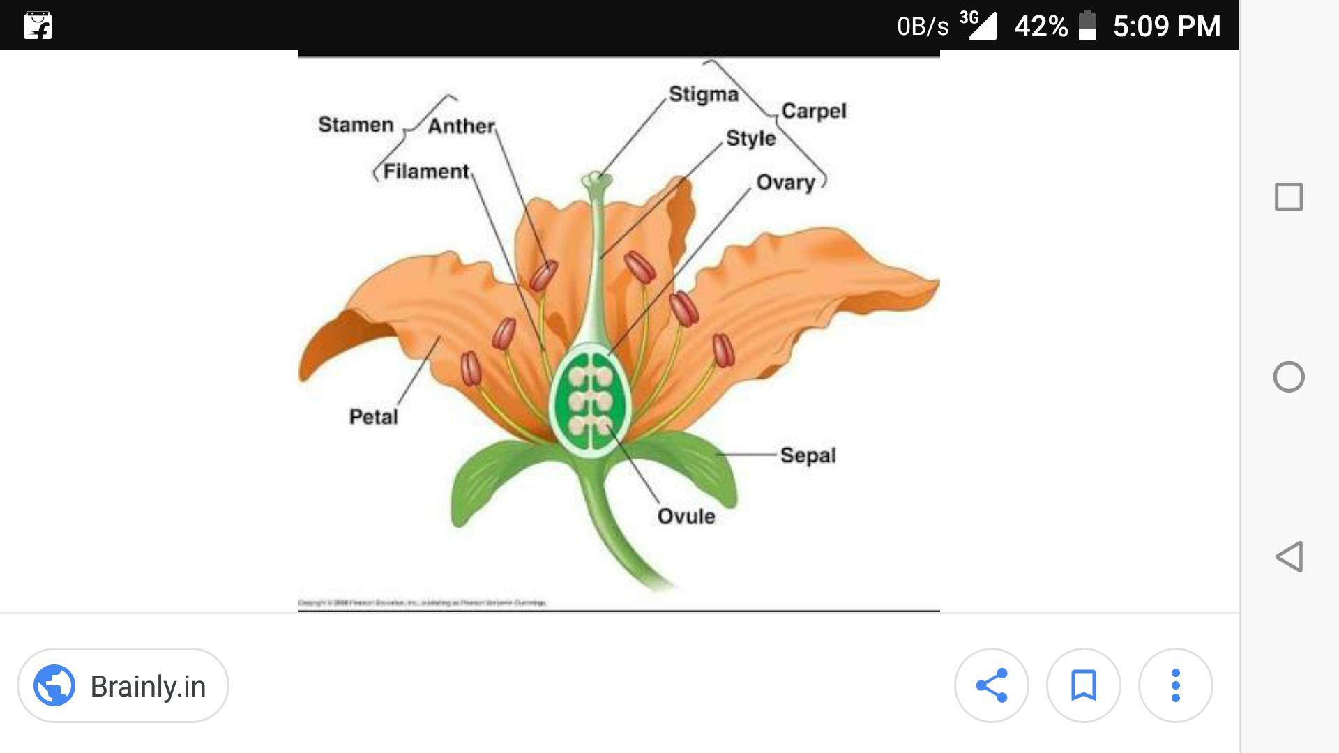 Diagram Of A Flower Draw The Diagram To Show The Structure Of Typical Flower Brainlyin