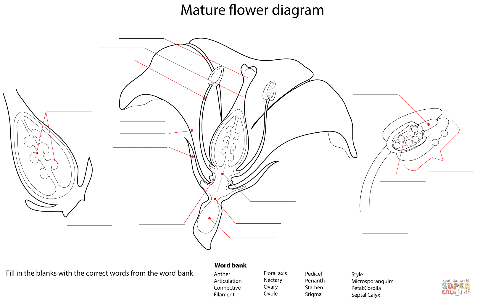 Diagram Of A Flower Flower Diagram Worksheet Coloring Page Free Printable Coloring Pages