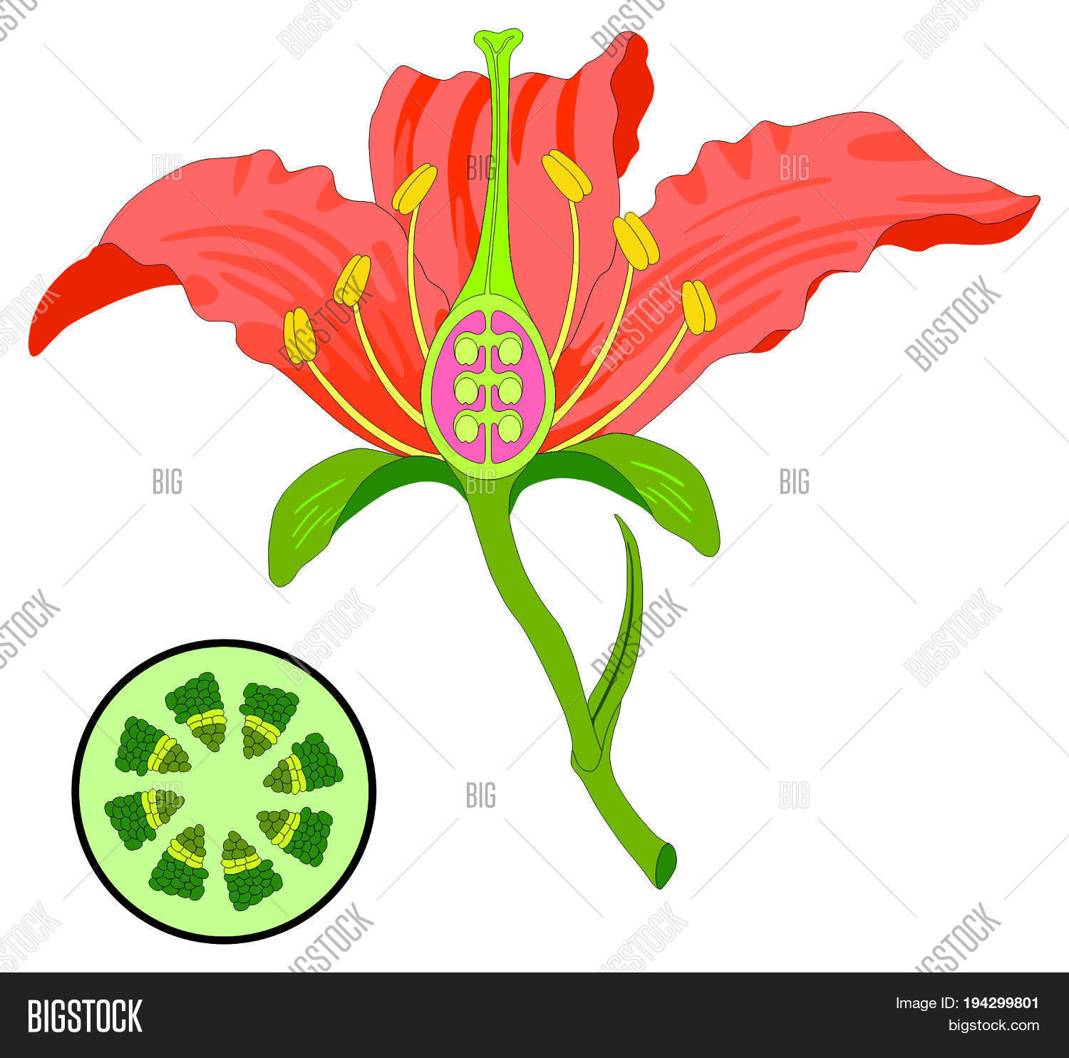 Diagram Of A Flower Flower Parts Diagram Image Photo Free Trial Bigstock