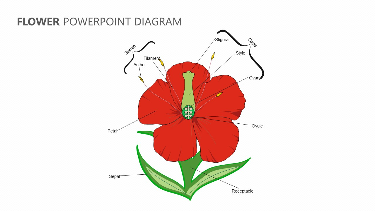 Diagram Of A Flower Flower Powerpoint Diagram Pslides