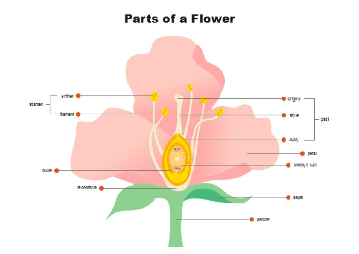 Diagram Of A Flower Flower Throat Diagram Wiring Diagram Review