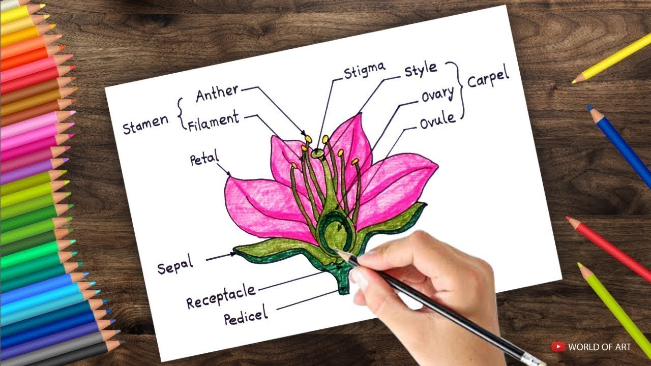 Diagram Of A Flower How To Draw Cross Section Of Flower Step Step