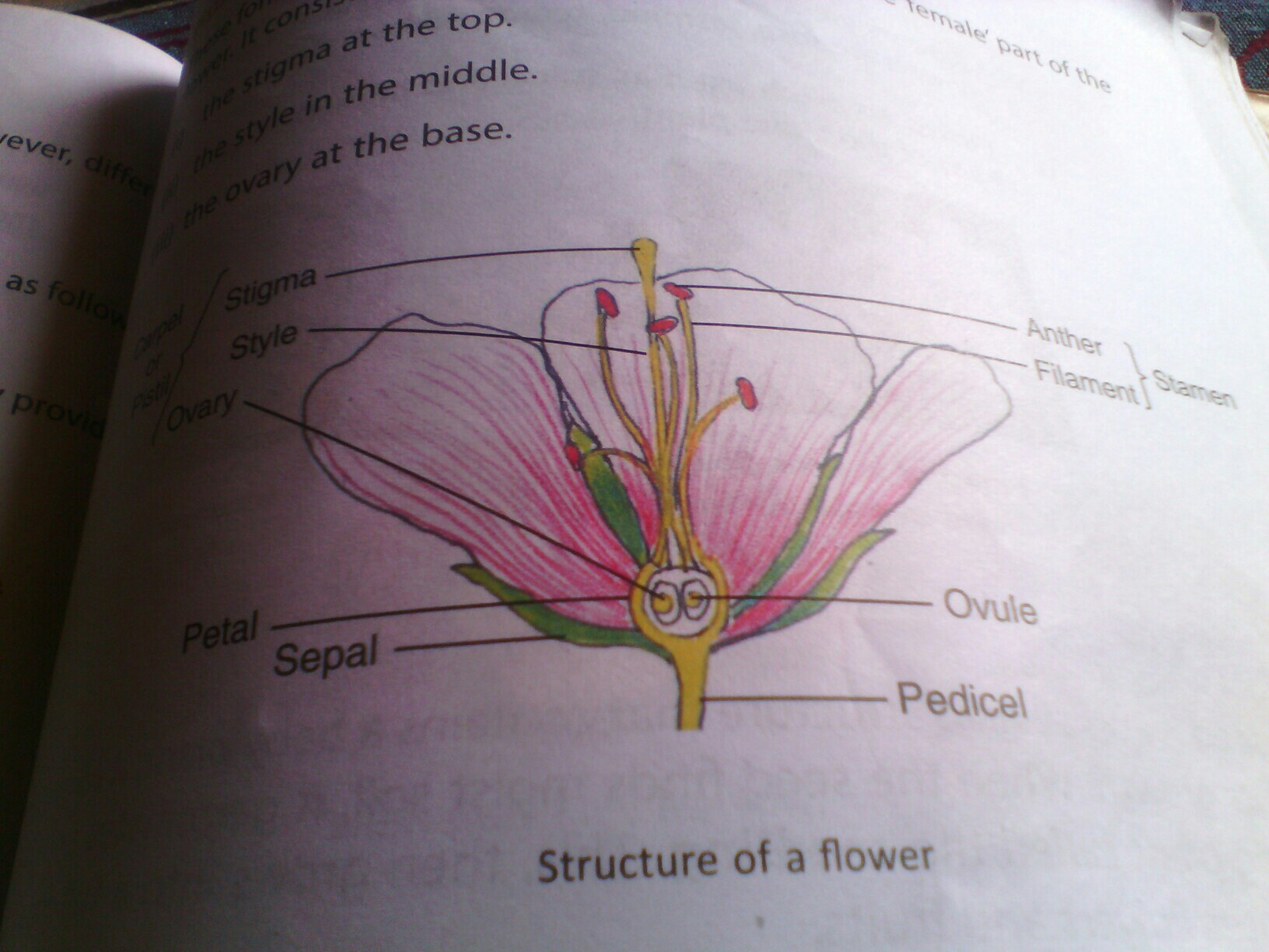 Diagram Of A Flower Labeled Diagram Of The Longitudinal Section Of A Flower Brainlyin