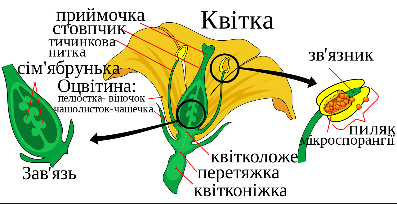 Diagram Of A Flower Mature Flower Diagram Uksvg