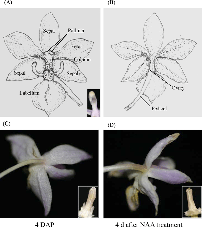 Diagram Of A Flower Structure Of Phalaenopsis Equestris Flower A Diagram Of The Front