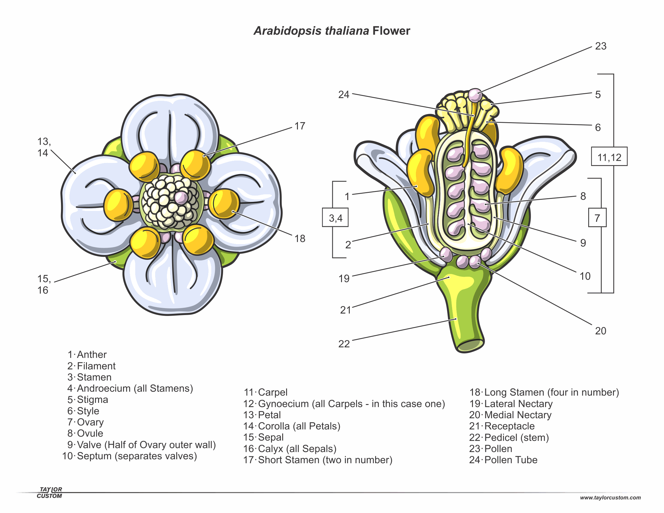Diagram Of A Flower Taylorcustom Diagrams And Documents