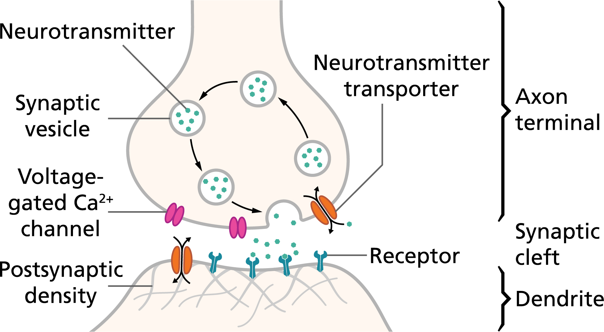 Diagram Of A Neuron Action Potentials And Synapses Queensland Brain Institute