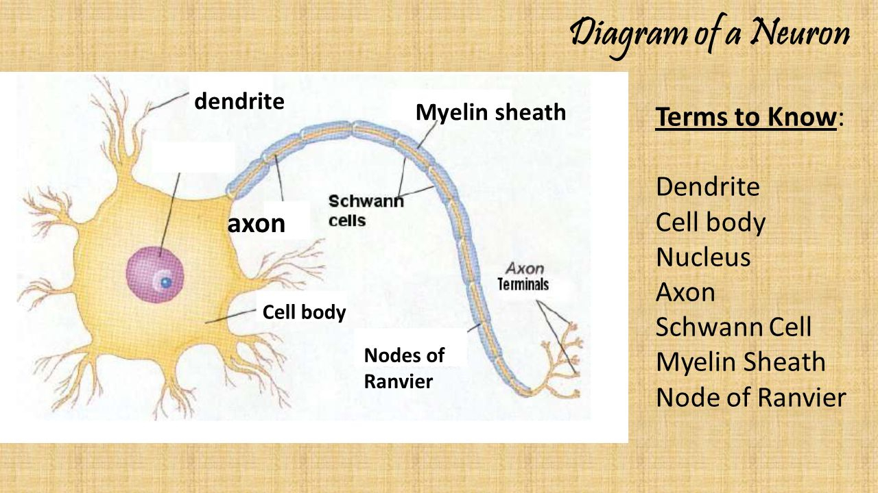 Diagram Of A Neuron Diagram Of A Neuron Terms To Know Dendrite Cell Body Nucleus Axon