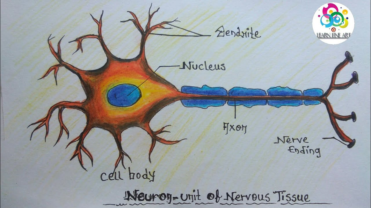 Diagram Of A Neuron How To Draw Neuron Nervous Tissue Step Step For Beginners