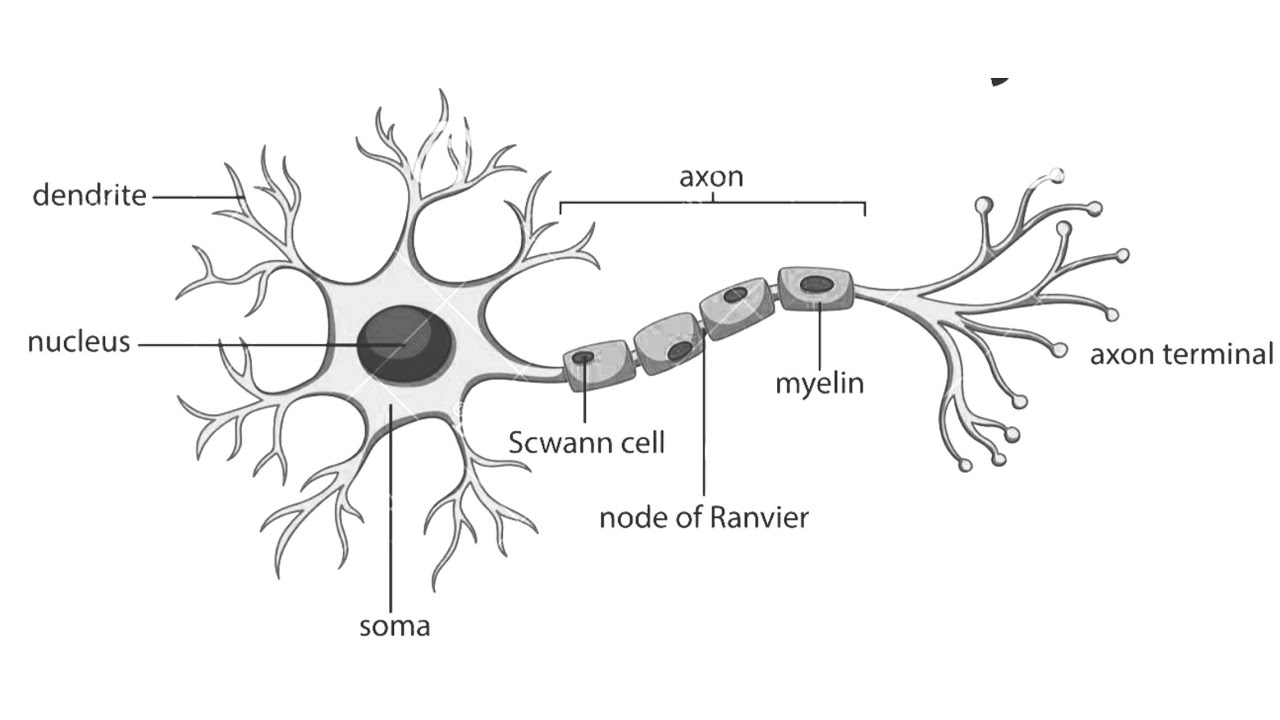 Diagram Of A Neuron How To Draw Structure Of Neuronneuron Diagram Labelleddiagram Of Neuronneuron Cell