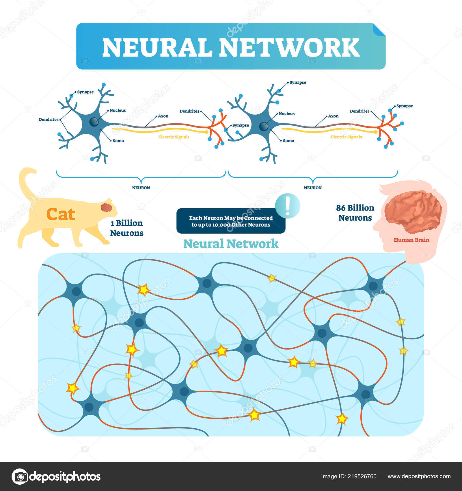 Diagram Of A Neuron Neural Network Vector Illustration Neuron Structure And Net Diagram