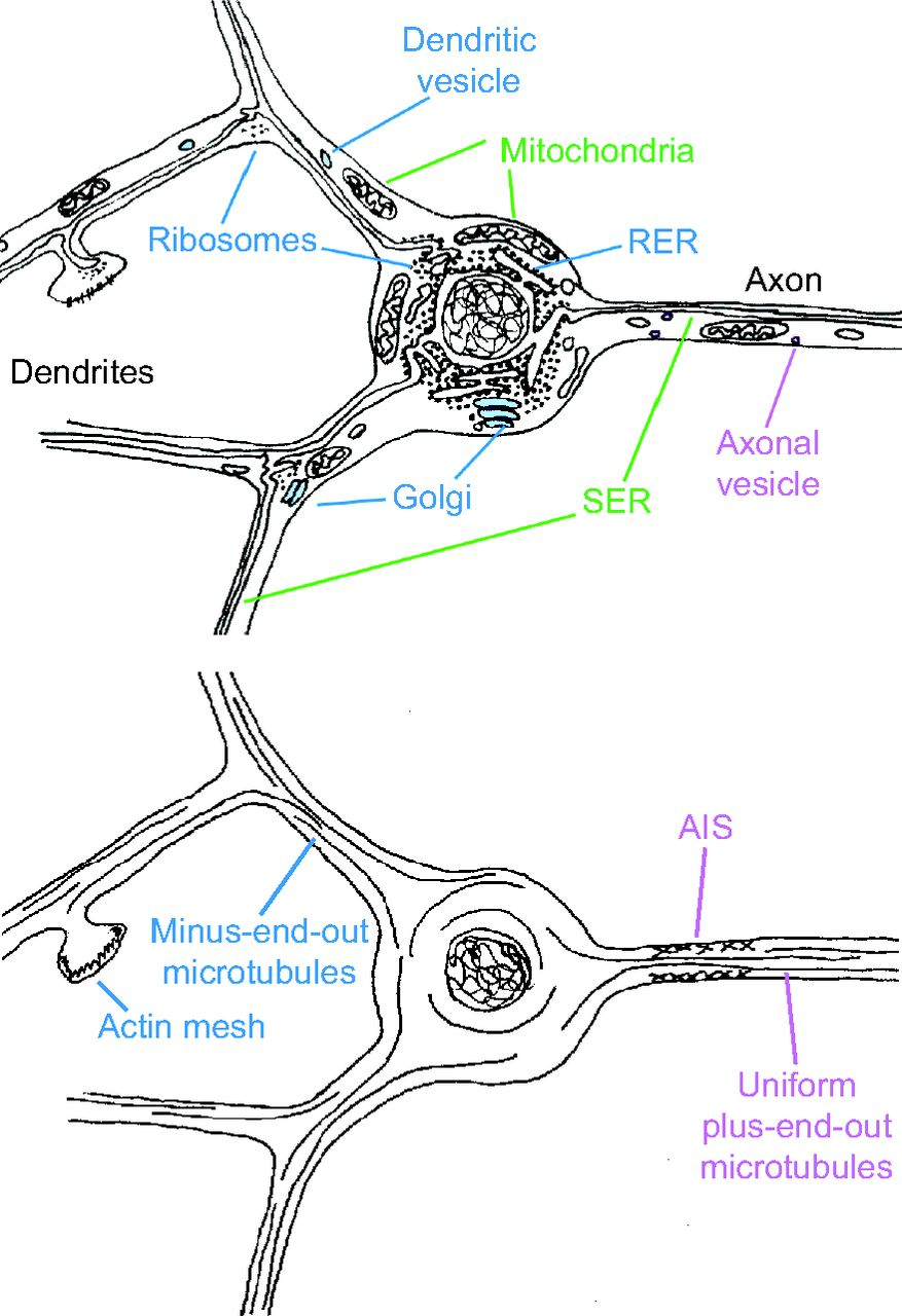 Diagram Of A Neuron Neuronal Polarity An Evolutionary Perspective Journal Of